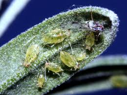 Attēlu rezultāti vaicājumam “Aphididae”