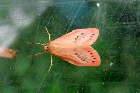 Attēlu rezultāti vaicājumam “Miltochrista miniata”