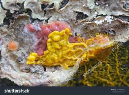 Attēlu rezultāti vaicājumam “Badhamia utricularis macro”