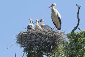 Attēlu rezultāti vaicājumam “Ciconia ciconia adult”