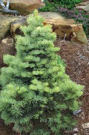 Attēlu rezultāti vaicājumam “Abies concolor”