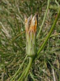 Attēlu rezultāti vaicājumam “Hypochaeris radicata bud”