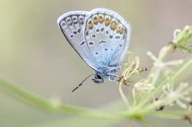 Attēlu rezultāti vaicājumam “Plebejus argus”