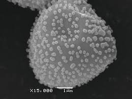 Attēlu rezultāti vaicājumam “Metatrichia vesparia”