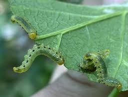 Attēlu rezultāti vaicājumam “Pristiphora maesta”