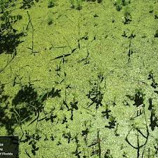 Attēlu rezultāti vaicājumam “Spirodela polyrhiza”