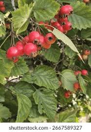 Attēlu rezultāti vaicājumam “Crataegus monogyna fruit”