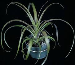 Image result for tillandsia umbellata