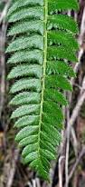 Attēlu rezultāti vaicājumam “Polystichum lonchitis”