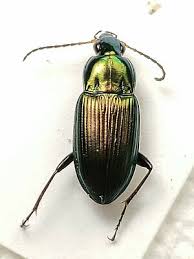 Attēlu rezultāti vaicājumam “Poecilus cupreus”