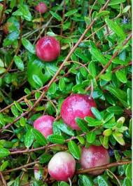 Attēlu rezultāti vaicājumam “Oxycoccus leaf”