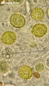 Attēlu rezultāti vaicājumam “Hypomyces chrysospermus”