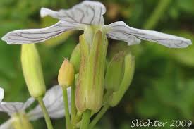 Attēlu rezultāti vaicājumam “Raphanus raphanistrum flower”
