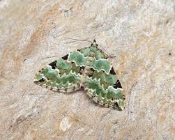 Attēlu rezultāti vaicājumam “Colostygia pectinataria female”