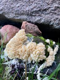 Attēlu rezultāti vaicājumam “Brefeldia maxima young”