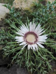 Image result for Silberdistel