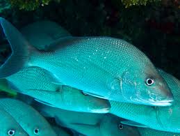 Image result for Haemulon album