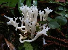 Attēlu rezultāti vaicājumam “Ramariopsis kunzei”