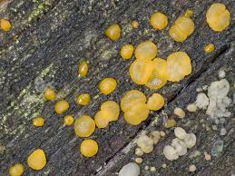 Attēlu rezultāti vaicājumam “Dacrymyces chrysospermus spores”