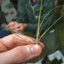 Attēlu rezultāti vaicājumam “Juncus bulbosus”