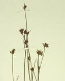 Attēlu rezultāti vaicājumam “Rhynchospora alba fruit”