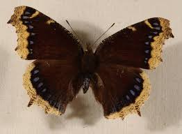 Attēlu rezultāti vaicājumam “Nymphalis antiopa upperside”