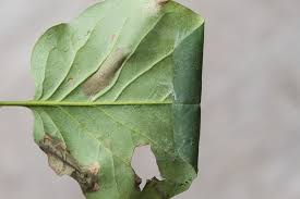 Attēlu rezultāti vaicājumam “Gracillaria syringella imago”