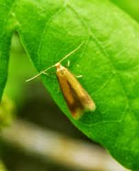 Attēlu rezultāti vaicājumam “Tischeriidae”