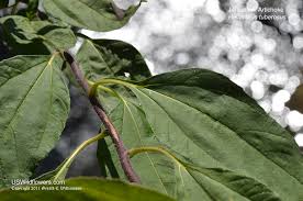 Attēlu rezultāti vaicājumam “Helianthus tuberosus leaf”