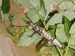 Attēlu rezultāti vaicājumam “Agonopterix hypericella imago”