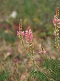 Attēlu rezultāti vaicājumam “Onobrychis arenaria fruit”