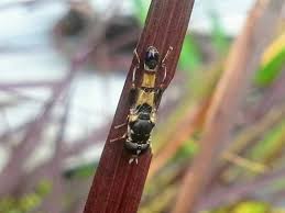 Attēlu rezultāti vaicājumam “Xanthogramma sp. male”