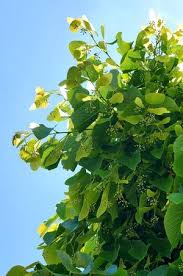 Attēlu rezultāti vaicājumam “Tilia americana”