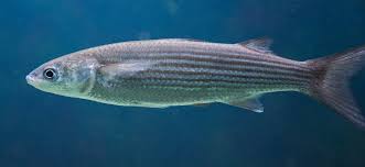 Image result for Chelon labrosus