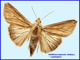 Attēlu rezultāti vaicājumam “Mythimna sp.”