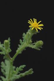Attēlu rezultāti vaicājumam “Senecio viscosus leaf”