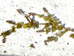 Attēlu rezultāti vaicājumam “Potamogeton perfoliatus flower”