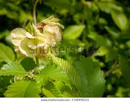 Attēlu rezultāti vaicājumam “Ulmus laevis flower”
