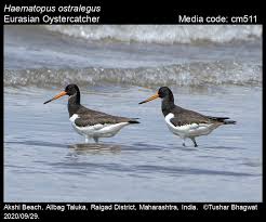 Attēlu rezultāti vaicājumam “Haematopus ostralegus adult”