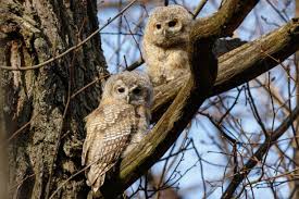 Attēlu rezultāti vaicājumam “Strix aluco juvenile”