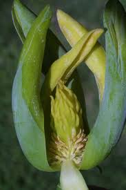 Attēlu rezultāti vaicājumam “Magnolia acuminata flower”