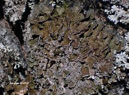 Attēlu rezultāti vaicājumam “Physconia detersa”