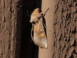 Attēlu rezultāti vaicājumam “Amphipoea”