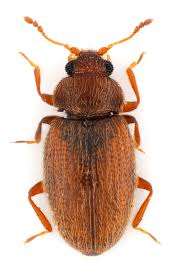 Attēlu rezultāti vaicājumam “Latridiidae”