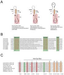 Attēlu rezultāti vaicājumam “Lamproderma pseudomaculatum spores”