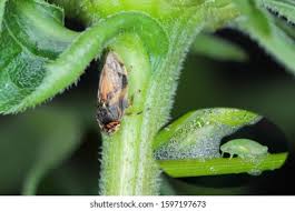 Attēlu rezultāti vaicājumam “Philaenus spumarius nymph”