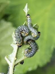 Attēlu rezultāti vaicājumam “Abraxas grossulariata larva”