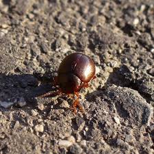 Attēlu rezultāti vaicājumam “Chrysolina staphylaea”