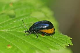 Attēlu rezultāti vaicājumam “Cribraria costata”