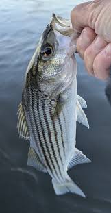 Image result for DRAYTON ANGLING CLUB